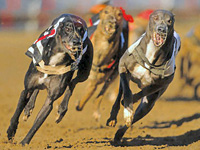 Greyhound Racing Betting